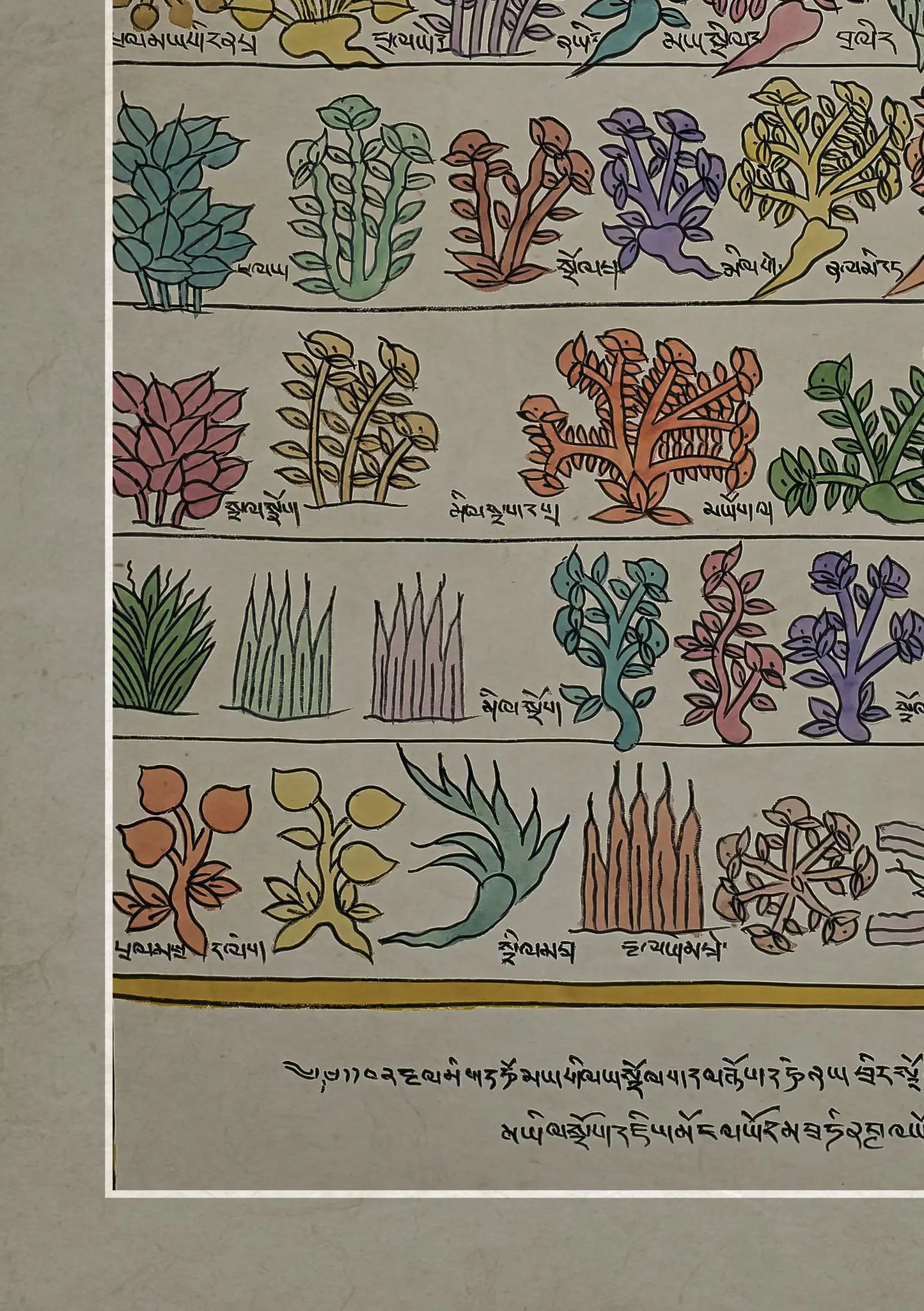 Medicine Plants Buddhist Traditional Painting