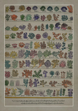 Medicine Plants Buddhist Traditional Painting